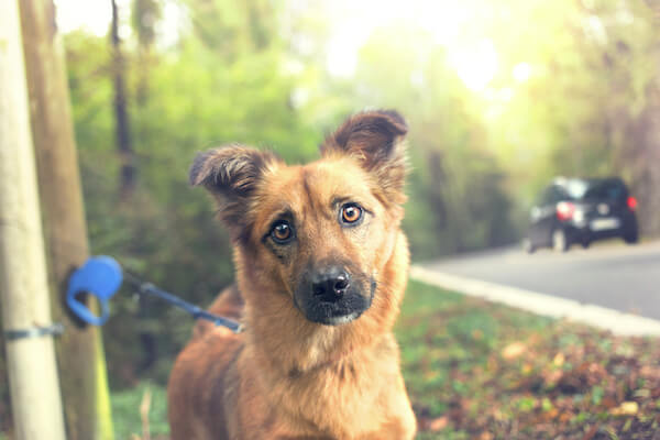 È reato lasciare il cane sotto il sole #adessonews