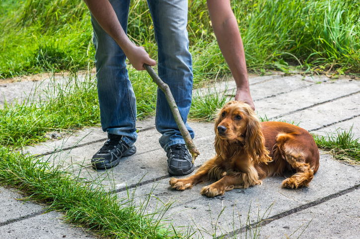 Cane percosso per scopi educativi: sì al sequestro