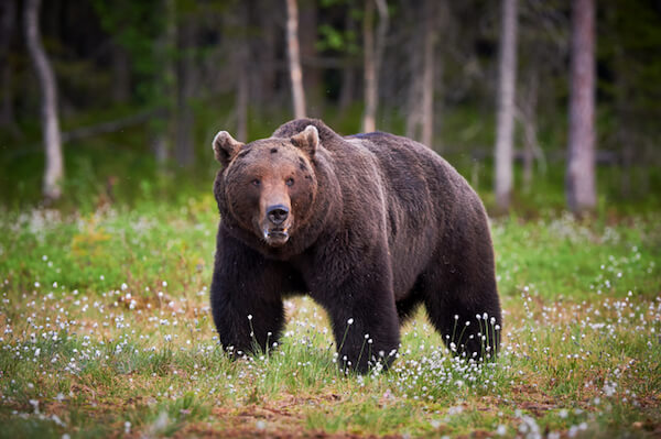 Lorso Bruno Maschio Adulto Respira Con Vapore - Fotografie stock e altre  immagini di Alito - Alito, Ambientazione esterna, Animale - iStock